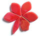 Fallen Petals - Peralised Watermelon FUNKY GLASS ART