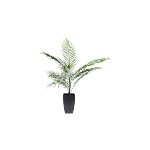 Unclassified: Potted Areca Palm 75cm