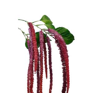 Faux Plants: Burgandy Amaranthus Spray 134cm