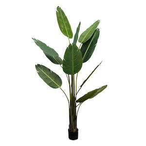Faux Plants: Strelitizia Nicolai Palm - 1.8m