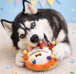 Play: 🎂Barkday Cake Squeaky Plush Dog Toy