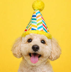 🎂 Barkday Party Hat Plush Dog Toy [Yellow]