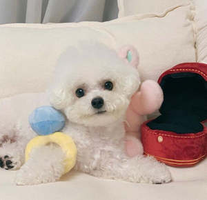 💍Diamond Ring Box Plush Dog Toy