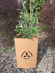 EmGuard™ Pack of 75 - FuturEcology