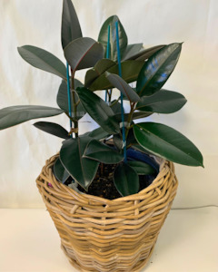 Indoor Plant: Rubber Tree