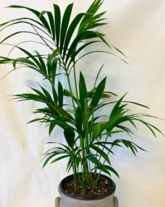 Indoor Plant: Palm