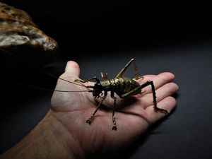 Ken Auton bronze Giant Weta female