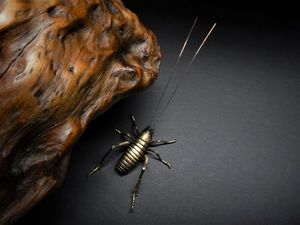 Ken Auton: Ken Auton bronze Mercury Island Tusked Weta male