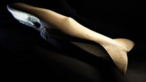 John Collins: PARAOA' Sperm Whale sculpture by John Collins