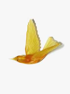 Bellbird / Korimako - Wings Back