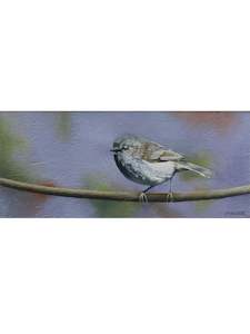 Grey Warbler - Riroriro
