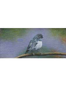 South Island Robin - Taruwai