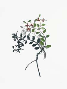 Bing Dawe Artist Works For Sale: Mostly Shadow, Red Mistletoe with Tunariki by Bing Dawe