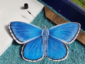 PF 2 Blue Adonis - Garden Artisan