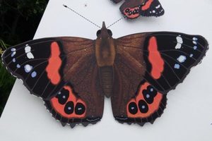PF 3 Red Admiral - Garden Artisan