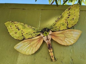 Products: PF 5 Puriri - Garden Artisan