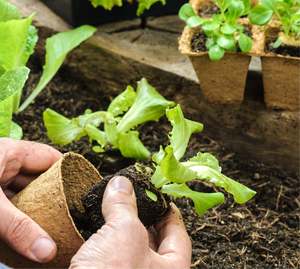 Compost Soil: Vita Blend Certified Organic Compost - - - [40ltr Bag]