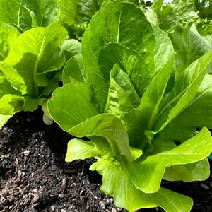 Compost Soil: Veggie Soil Plus (Veggie Mix) - - - [20ltr Bag]