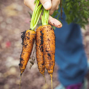 Compost Soil: Veggie Soil Plus (Veggie Mix)  - - - [SCOOP]