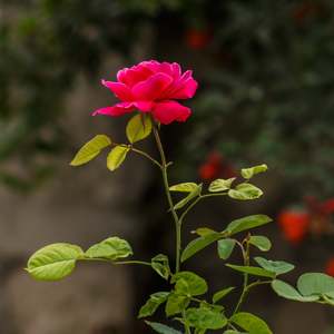 Garden Booster Compost - - - [SCOOP]