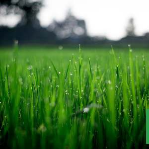 Compost Soil: Lawn Topdressing Turf Mix - - - [20ltr Bag]