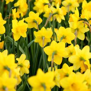 Compost Soil: Garden Grow Compost - - - [40ltr Bag]