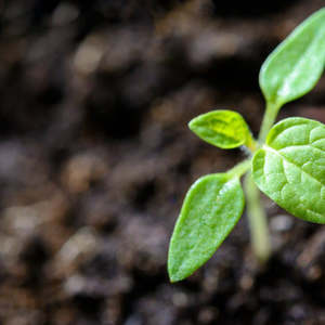 Compost Soil: Garden Box Plus Compost - - - [40ltr Bag]