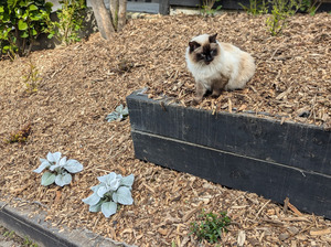 Forest Floor Arbor Mulch - - - [SCOOP]