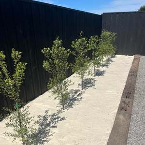 Products: Wool Weedmat Biodegradable 700gsm (2m x 25m)