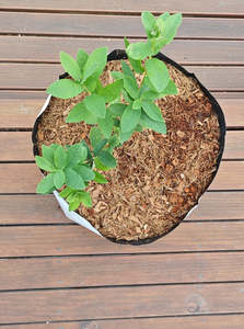 Products: Coirmedia Blueberry open top bags - - - [27 litre]