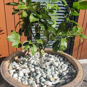 Decorative Stone: Arctic White / Waituna  LARGE (25-100mm) - - - [SCOOP]