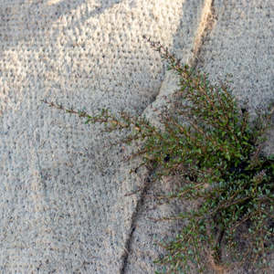 BioJute Jute Matting 350gsm - Biodegradable Weedmat (1m x 5m)