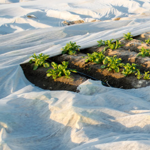 Frostguard Frostcloth 30GSM (2m x 10m)