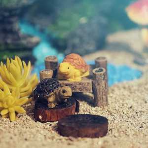 Products: Fairy Turtles