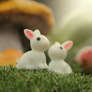 Products: Baby Fairy Rabbits