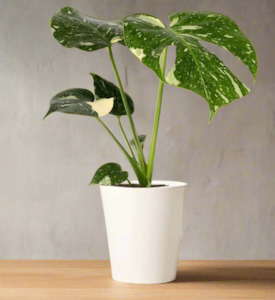 Monstera Thai Constellation