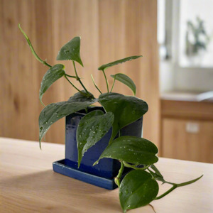 Frontpage: Heart leaf Philodendron - Pot may vary