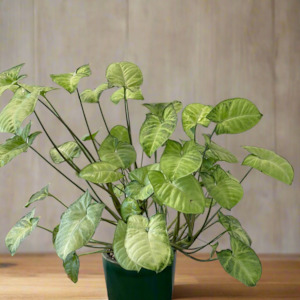 Frontpage: Arrowhead - Pixie with Pot