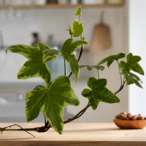 Frontpage: English Ivy - Variegated
