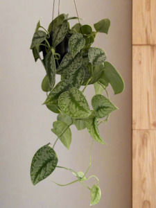 Frontpage: RARE : Scindapsus Trebi - 5 to 6 fully grown plants