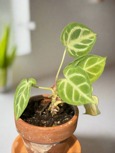 RARE : Anthurium Crystallinum