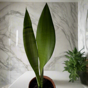 Frontpage: Sansevieria Moonshine