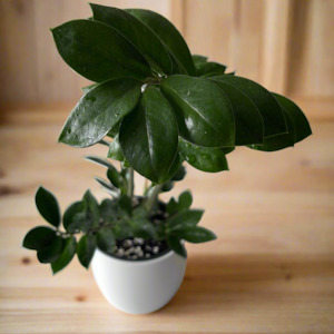 Frontpage: ZZ Plant with Pot