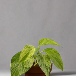 Frontpage: Marble Queen Pothos