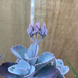 Frontpage: RARE : Kalanchoe Pumila - succulent