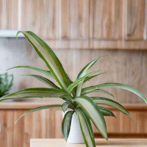 Frontpage: Spider Plant