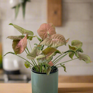 Frontpage: Pink Syngonium (Pot may vary)