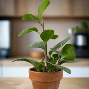 Frontpage: Peperomia Obtusifolia