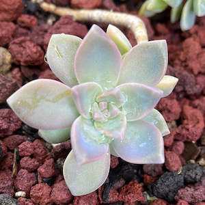 Succulents: Ghost plant