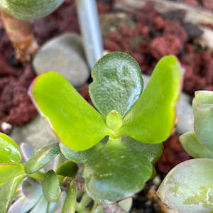 Succulents: Jade plant